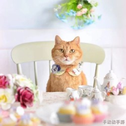 柚子猫yuzukitty的礼物：网友们纷纷表示这只猫咪真是太可爱了，送这样的礼物一定会让人心情大好！