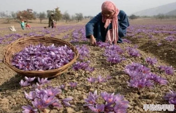黑神话悟空泡酒秘籍:全面掌握十二重楼珍稀胶材获取攻略 黑神话悟空泡酒秘籍:全面掌握十二重楼珍稀胶材获取攻略