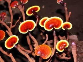 黑神话悟空泡酒秘籍:全面掌握十二重楼珍稀胶材获取攻略 黑神话悟空泡酒秘籍:全面掌握十二重楼珍稀胶材获取攻略