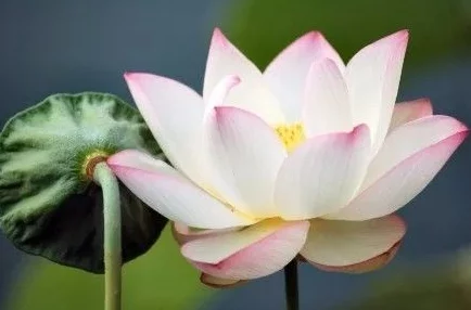 女人千层莲花激活后是什么样的？揭示女性魅力与内在力量的奇妙变化与真实感受