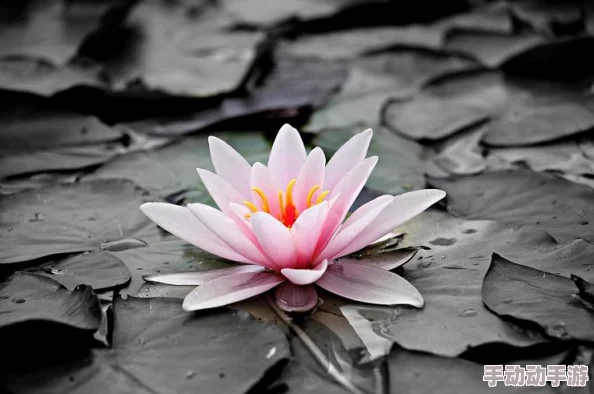 女人千层莲花激活后是什么样的？揭示女性魅力与内在力量的奇妙变化与真实感受