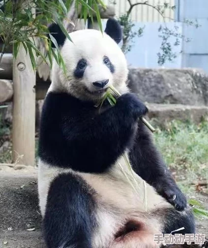 大香香煮依在2021一二三:如何在疫情中找到生活的乐趣与美好瞬间 大香香煮依在2021一二三:如何在疫情中找到生活的乐趣与美好瞬间