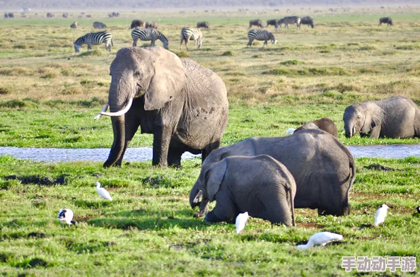 大象一区:感受自然奇观与生态保护的完美结合,领略野生动物的魅力与神秘 大象一区:感受自然奇观与生态保护的完美结合,领略野生动物的魅力与神秘