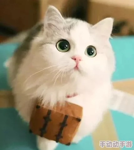 猫咪最新永久地域网名是什么？网友们纷纷表示非常可爱，值得一试！