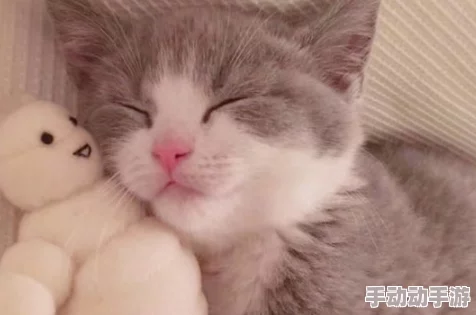 猫咪最新永久地域网名是什么？网友们纷纷表示非常可爱，值得一试！