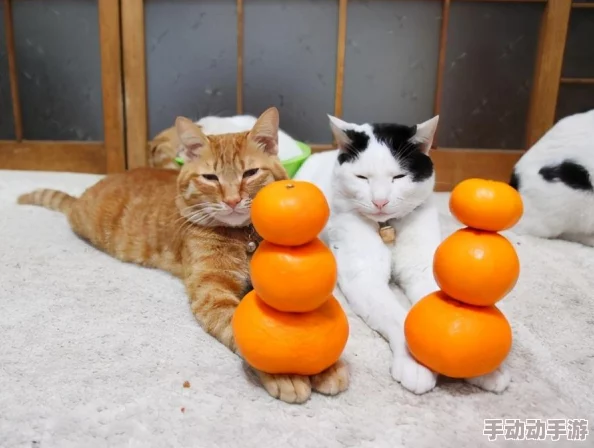 柚子猫：网友热评真相大揭秘，让你了解这只可爱猫咪的魅力与特点！