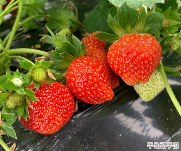 理解黄草莓视频的独特魅力与创作背后的故事,带你走进全新视角 理解黄草莓视频的独特魅力与创作背后的故事,带你走进全新视角