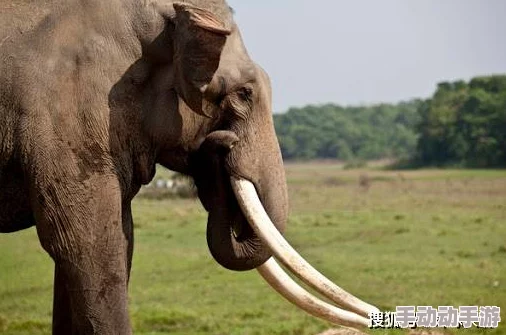 大象回家永久不迷路2024：理解它们的导航能力与自然本能的奇妙结合