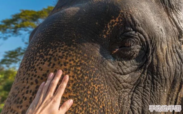 大象回家永久不迷路2024：理解它们的导航能力与自然本能的奇妙结合