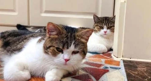 猫三国策略宝典：零氪玩家必学，平民英雄最强阵容搭配指南