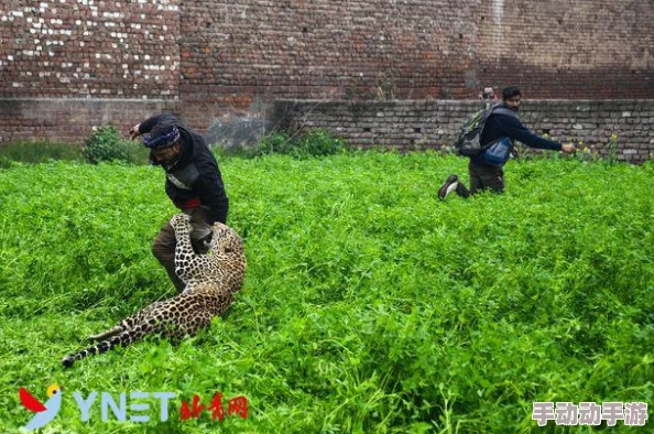 地铁惊现野豹！紧急逃生指南：豹子最常出没的隐秘角落探秘