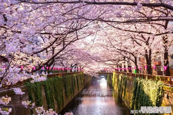 tobu8日本图片:探索樱花国度的视觉盛宴,解锁隐藏美景成就 tobu8日本图片:探索樱花国度的视觉盛宴,解锁隐藏美景成就