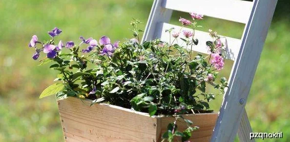 小白花浇灌日常：用户热评这款养花神器，让你的花草更健康美丽！