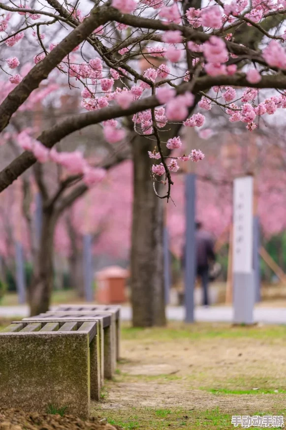 病勤楼栋樱花未增减，游客纷纷表示“景色迷人，但希望花期能更长”