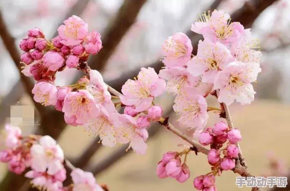 病勤楼栋樱花未增减，游客纷纷表示“景色迷人，但希望花期能更长”