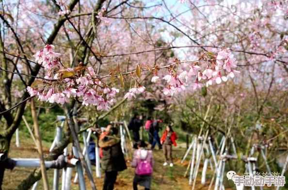 病勤楼栋樱花未增减，游客纷纷表示“景色迷人，但希望花期能更长”