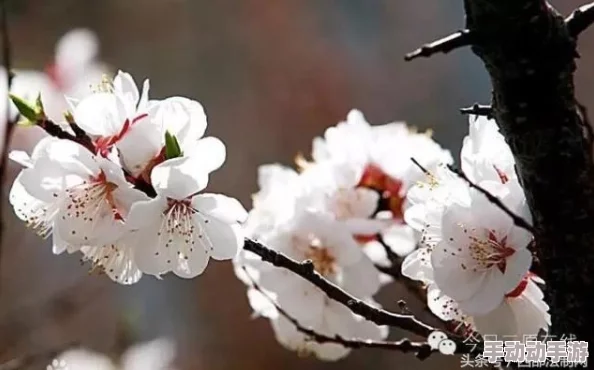 露谷影院：深度解析电影艺术的魅力与创新之路