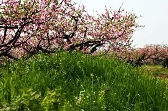 从美丽的水蜜桃2最经典的一句中感悟人生智慧