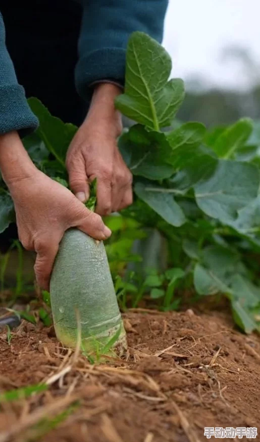 免费拔萝卜直播怎么赚钱的独特秘诀与增收策略解析
