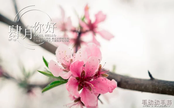 桃色五月天：揭秘春日里的浪漫与激情