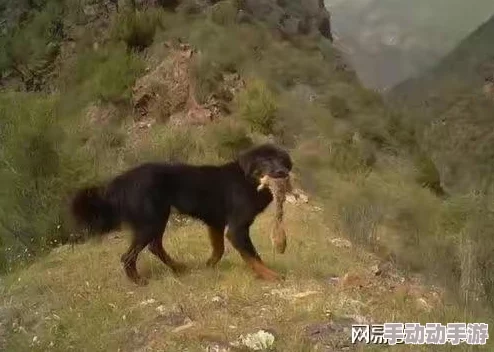 见证奇特景象：废旧工厂被流浪狗装满肚子，何以成为城市中的温暖乐园？