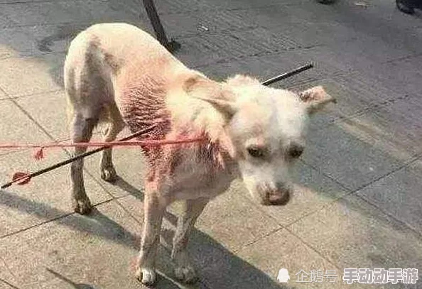 见证奇特景象：废旧工厂被流浪狗装满肚子，何以成为城市中的温暖乐园？