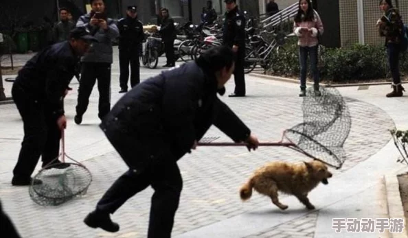 见证奇特景象：废旧工厂被流浪狗装满肚子，何以成为城市中的温暖乐园？