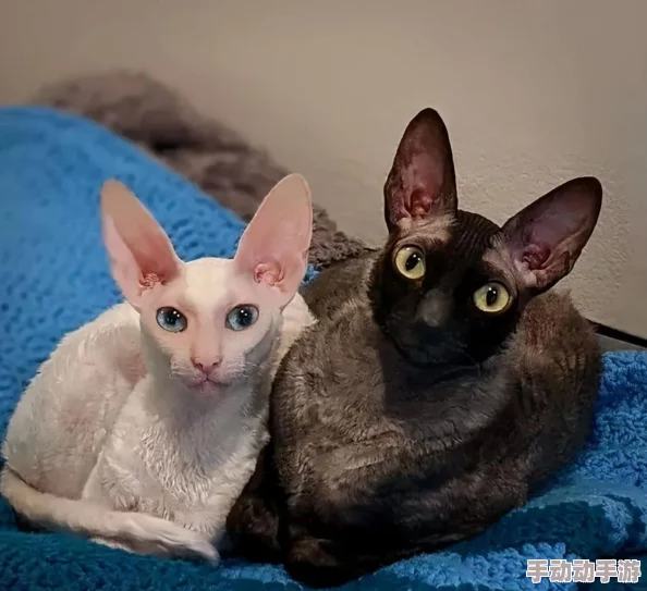 猫メイド像素下载安装免费:了解这款可爱的猫咪主题游戏,享受无广告的畅快体验与丰富的像素风格 猫メイド像素下载安装免费:了解这款可爱的猫咪主题游戏,享受无广告的畅快体验与丰富的像素风格