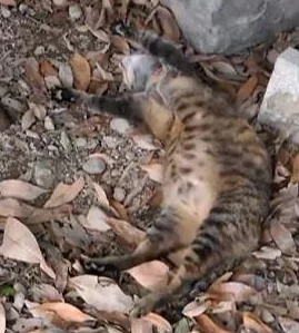 猫メイド像素下载安装免费:了解这款可爱的猫咪主题游戏,享受无广告的畅快体验与丰富的像素风格 猫メイド像素下载安装免费:了解这款可爱的猫咪主题游戏,享受无广告的畅快体验与丰富的像素风格