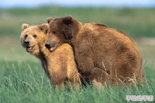 巴西人与禽发生性行为的后果：网友评论热烈，呼吁加强动物保护与伦理道德教育