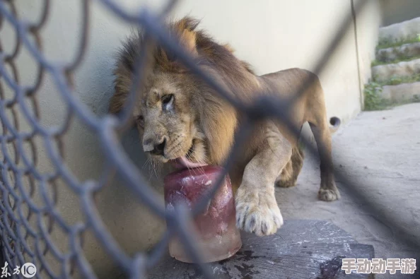 巴西人与禽发生性行为的后果：网友评论热烈，呼吁加强动物保护与伦理道德教育