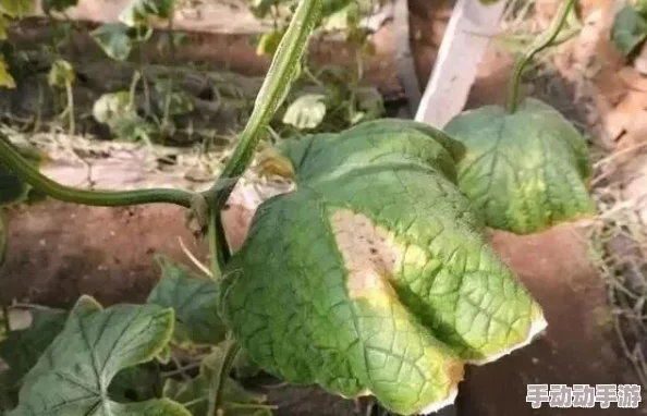 DNF角色装备深度探索:揭秘哪些部位蕴含高额抗性加成策略 DNF角色装备深度探索:揭秘哪些部位蕴含高额抗性加成策略