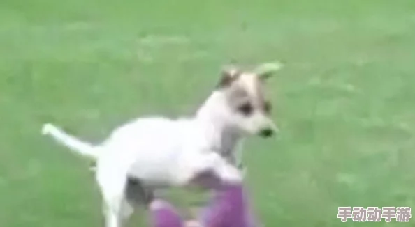 狗狗让我上瘾戒不掉怎么办?我也是,感觉每天都想和它们在一起,根本舍不得分开! 狗狗让我上瘾戒不掉怎么办?我也是,感觉每天都想和它们在一起,根本舍不得分开!