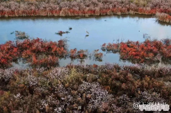 《我的世界》沼泽生态奇旅：探索独特群系特征与生物多样性奥秘