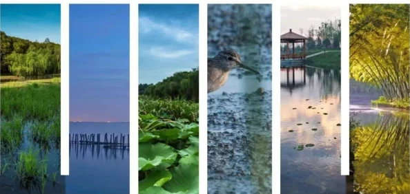 《我的世界》沼泽生态奇旅：探索独特群系特征与生物多样性奥秘