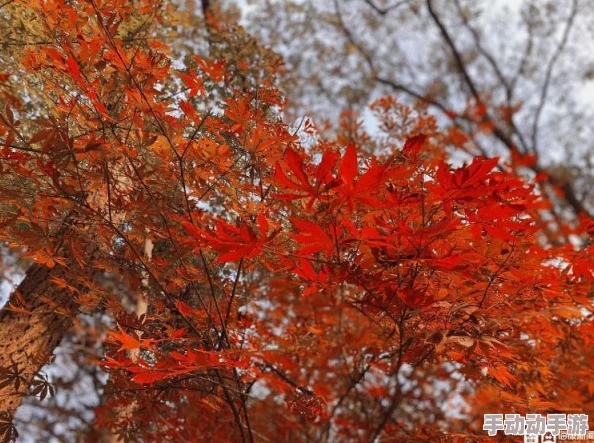 《保卫萝卜4》秋日特辑:解锁秋意奶茶第20关高阶策略,助你顺畅通关新挑战! 《保卫萝卜4》秋日特辑:解锁秋意奶茶第20关高阶策略,助你顺畅通关新挑战!
