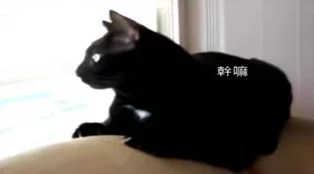 糖心柚子猫甘雨致命的错误：这款游戏的剧情真是让人心潮澎湃，难以自拔！