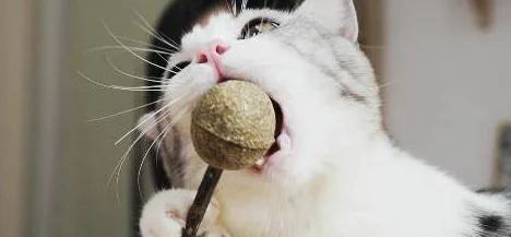 糖心柚子猫甘雨致命的错误：这款游戏的剧情真是让人心潮澎湃，难以自拔！