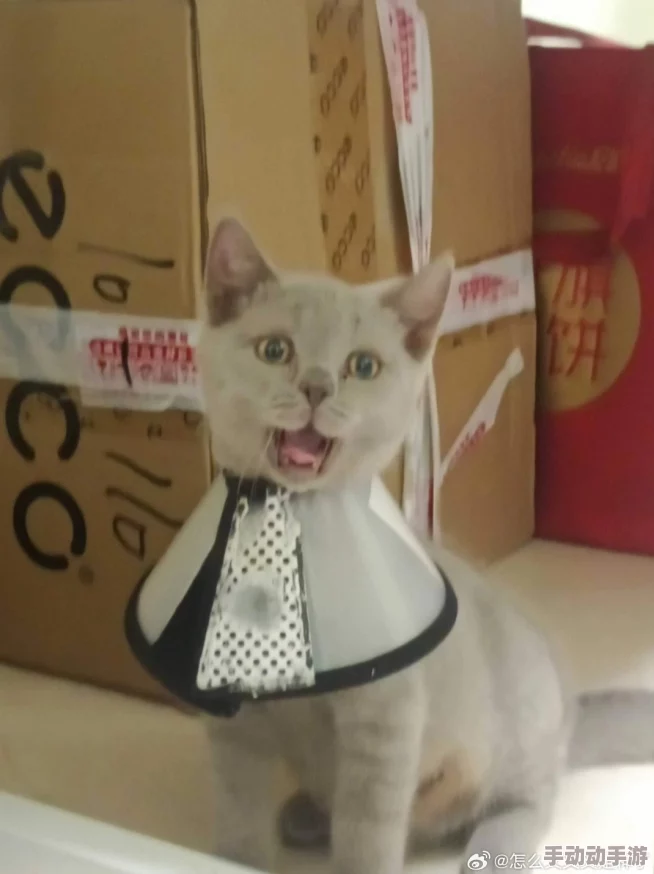 柚子猫yuzukitty的礼物：网友们纷纷表示这只猫咪真是太可爱了，送这样的礼物一定会让人心情大好！