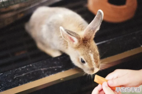 数学老师小兔子又萌又可爱，让学习变得更有趣和生动