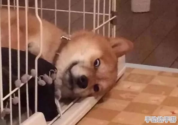 一人一狗卡住6小时要紧吗？网友：我也经历过，超紧张的情况！