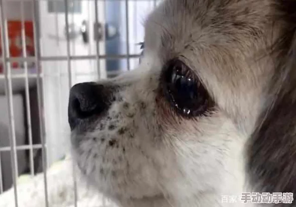 一人一狗卡住6小时要紧吗？网友：我也经历过，超紧张的情况！