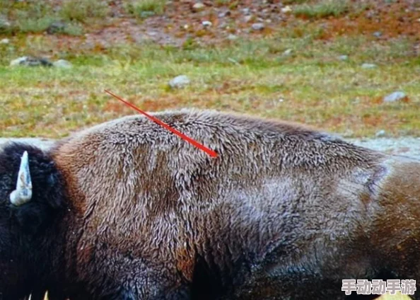 AAAA级毛皮和AAAA的区别:如何辨别高品质毛皮? AAAA级毛皮和AAAA的区别:如何辨别高品质毛皮?