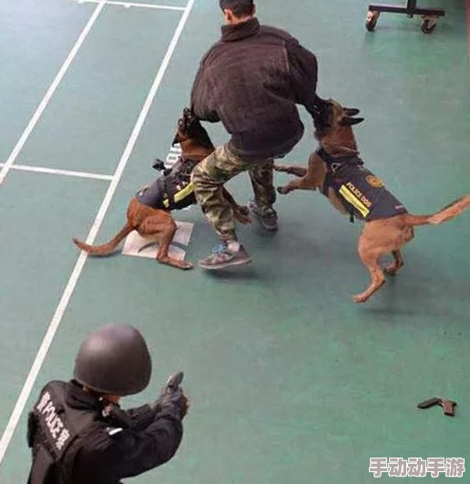 张警犬9分10秒头撞玻璃网盘:动物的行为背后可能隐藏着什么信息? 张警犬9分10秒头撞玻璃网盘:动物的行为背后可能隐藏着什么信息?