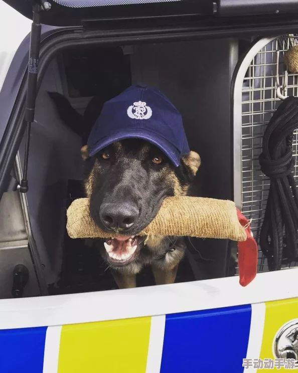 张警犬9分10秒头撞玻璃网盘:动物的行为背后可能隐藏着什么信息? 张警犬9分10秒头撞玻璃网盘:动物的行为背后可能隐藏着什么信息?