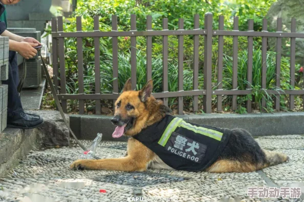 张警犬9分10秒头撞玻璃网盘:动物的行为背后可能隐藏着什么信息? 张警犬9分10秒头撞玻璃网盘:动物的行为背后可能隐藏着什么信息?