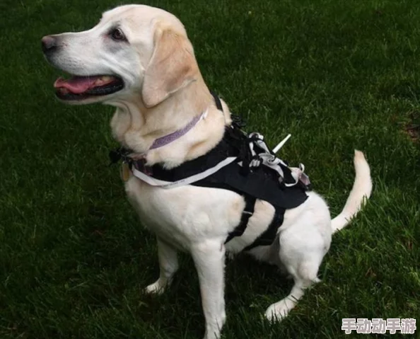 张警犬9分10秒头撞玻璃澎湃,网友感叹:这狗子真拼,简直是勇敢的化身! 张警犬9分10秒头撞玻璃澎湃,网友感叹:这狗子真拼,简直是勇敢的化身!