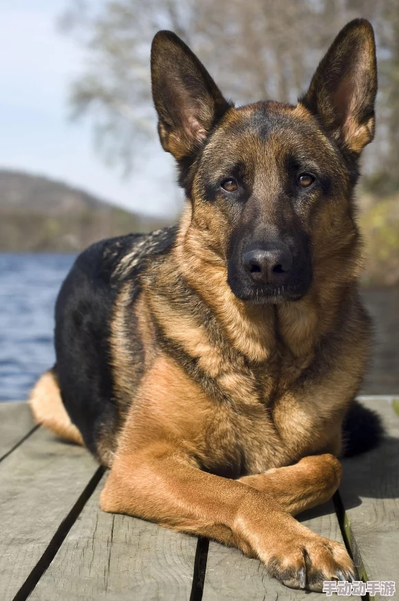 张警犬9分10秒头撞玻璃澎湃,网友感叹:这狗子真拼,简直是勇敢的化身! 张警犬9分10秒头撞玻璃澎湃,网友感叹:这狗子真拼,简直是勇敢的化身!