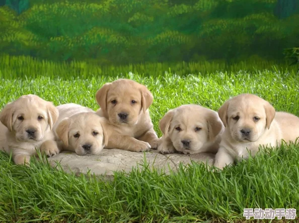 张警犬9分10秒头撞玻璃澎湃,网友感叹:这狗子真拼,简直是勇敢的化身! 张警犬9分10秒头撞玻璃澎湃,网友感叹:这狗子真拼,简直是勇敢的化身!