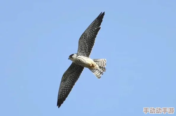 黑瞎子易感期彻底标记小花，揭示野生动物保护的重要性与生态平衡的微妙关系